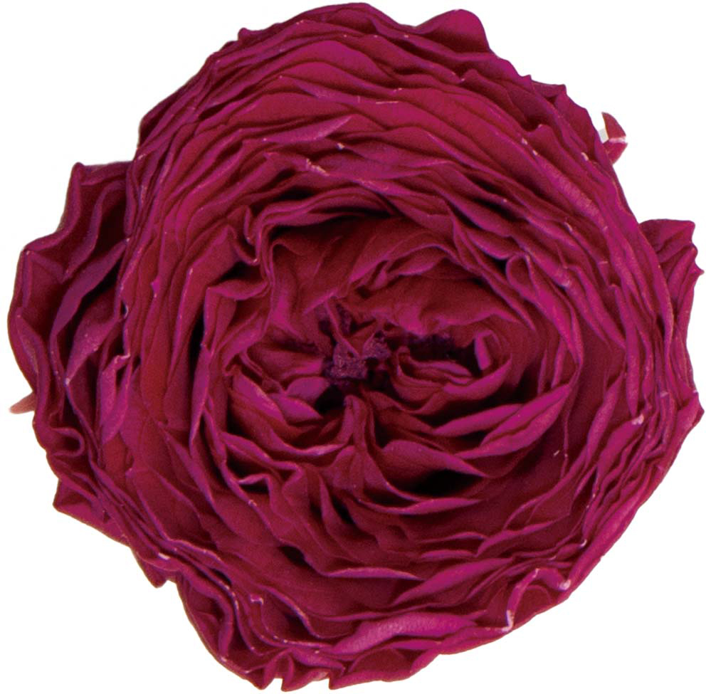 PMナナガーデンローズ カシスベリー