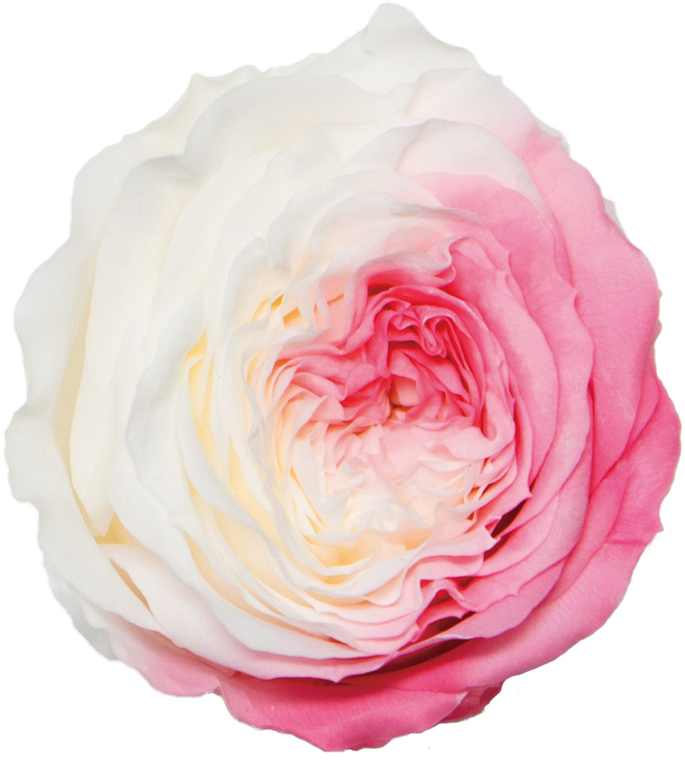 PMナナマカロンローズマーブルピンク