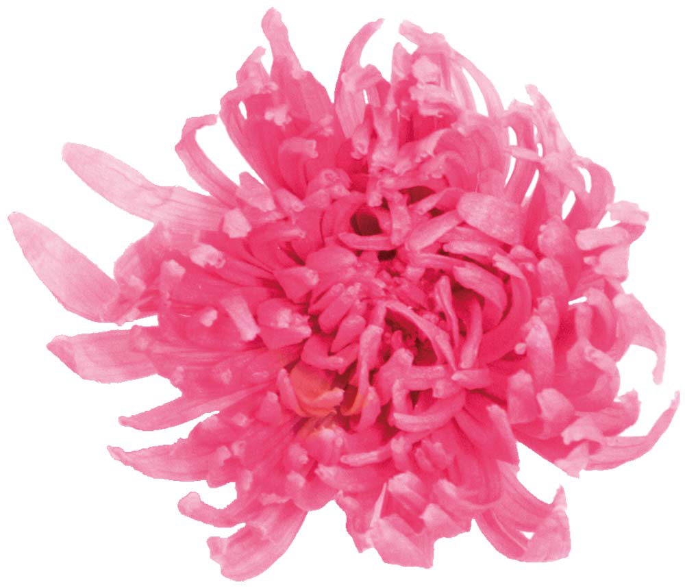 PMポンポンスター ピンク