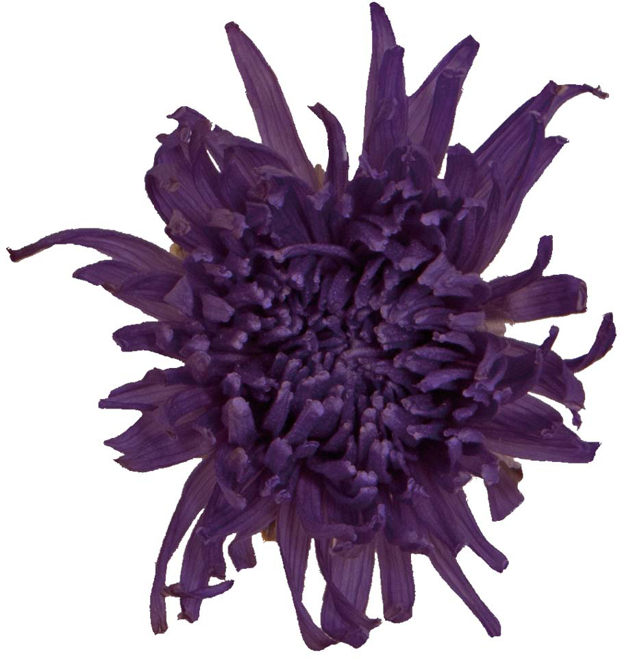 PMポンポンスター リラ