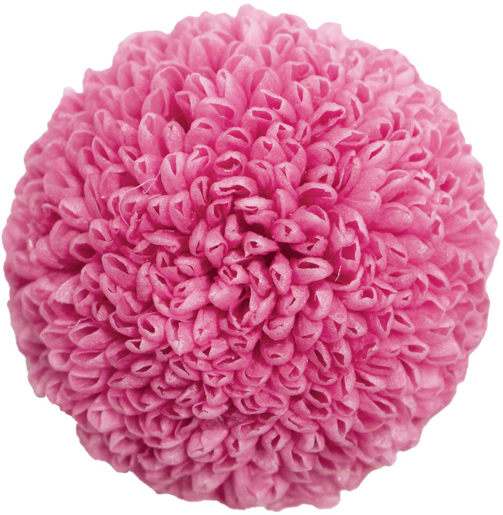 Primavera ポンポンマム ストロベリー