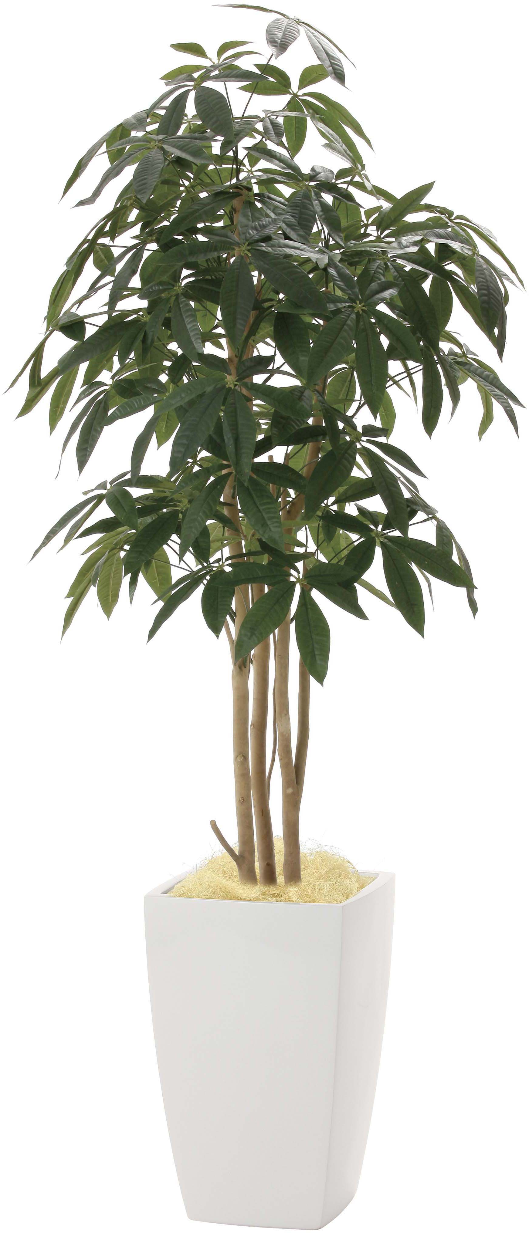 【メーカー仕様切替の為廃盤】【送料別途】ア-バンパキラ1.8