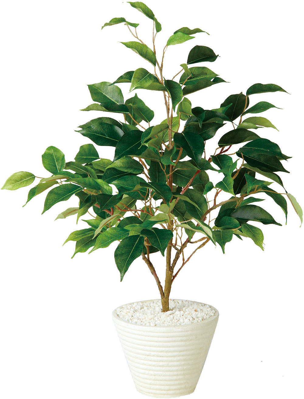 yʓrzð ݼެ 55cm [P׳S(WH)]İݎd