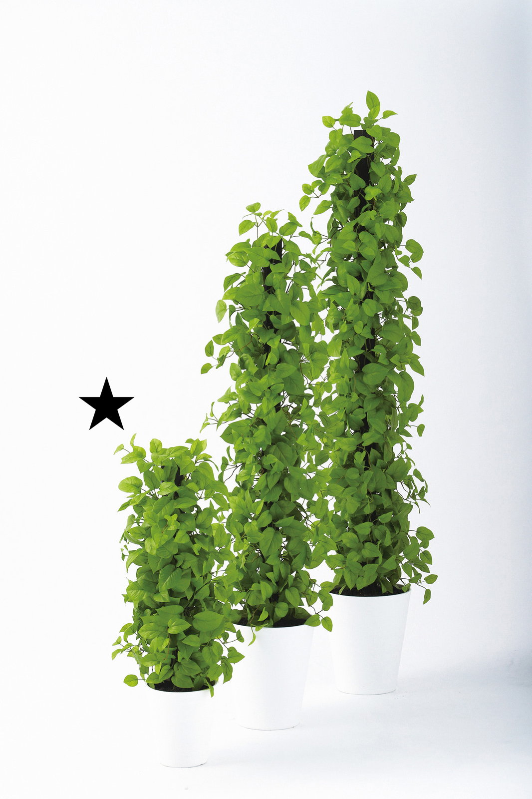 【送料別途】ライムポトスヘゴ