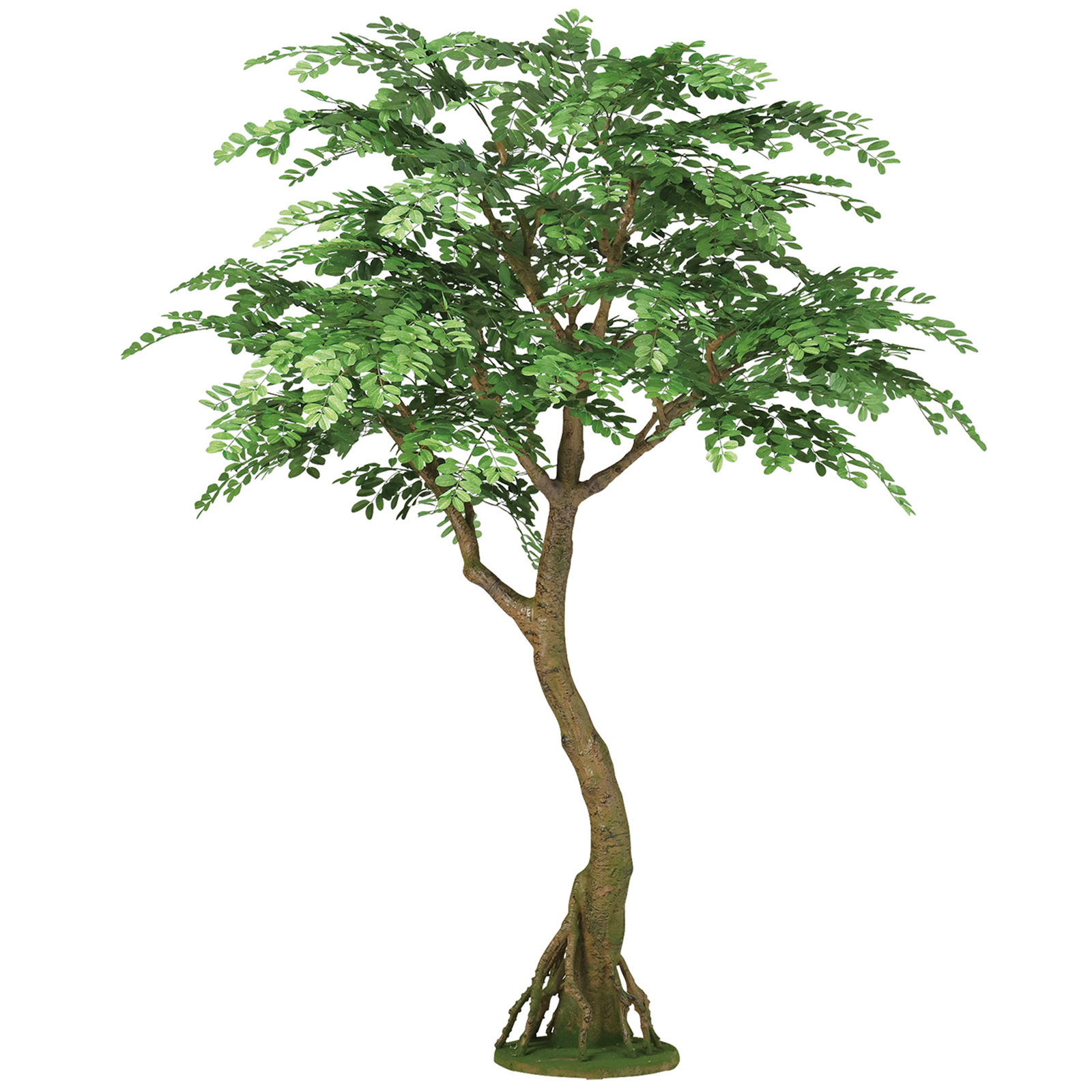 【送料別途】アカシア コアッド