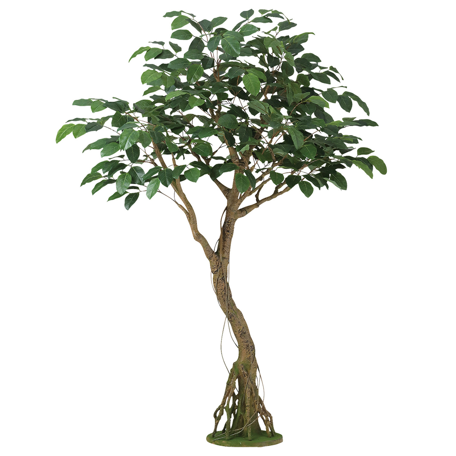 【送料別途】ベンガルボダイジュ コアッド