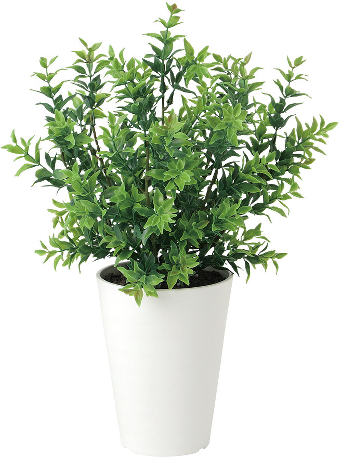 【送料別途】ボックスウッド