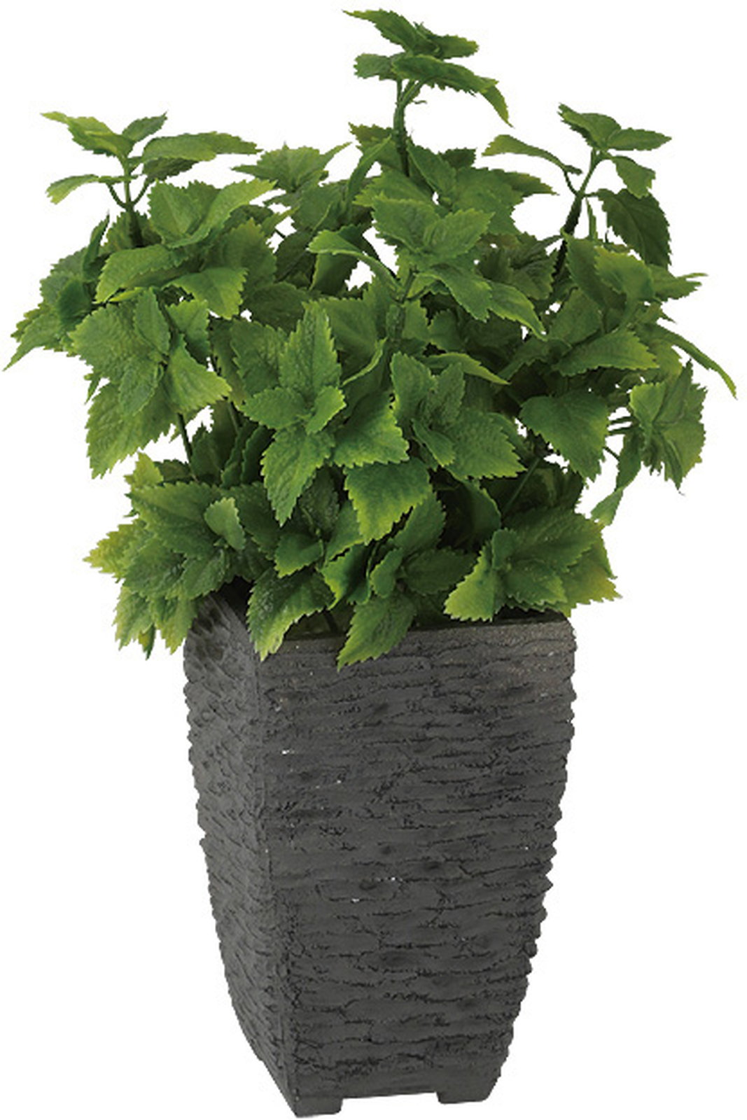 【送料別途】ミント