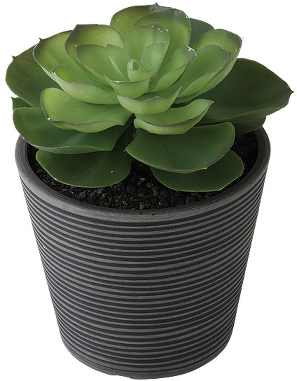 【送料別途】エケベリア ポット