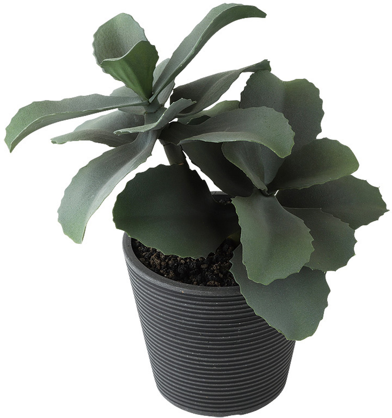 【送料別途】ジェイドプラント ポット