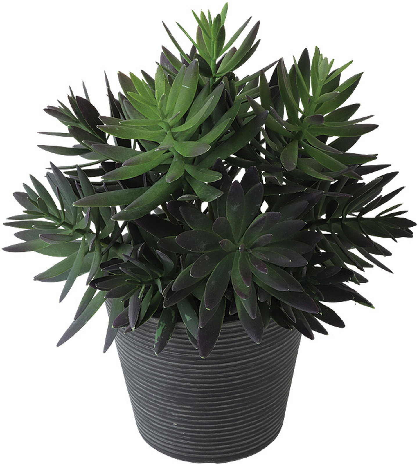 【送料別途】サッカレント ポット