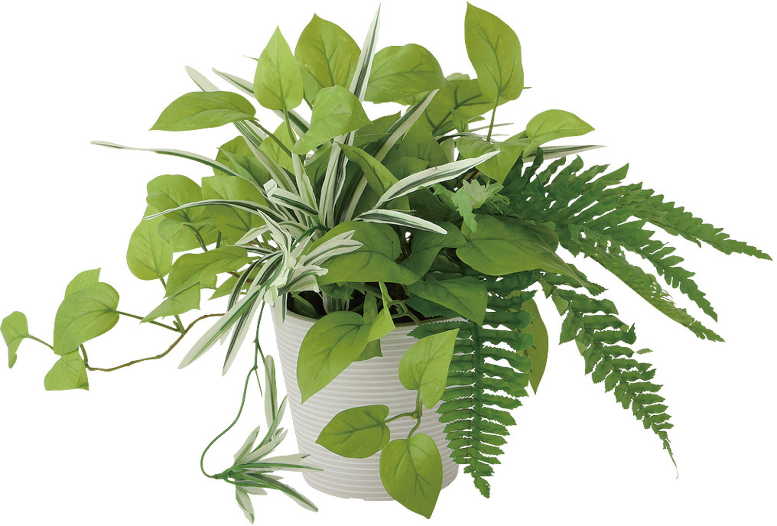 【送料別途】ライムポトスMIX