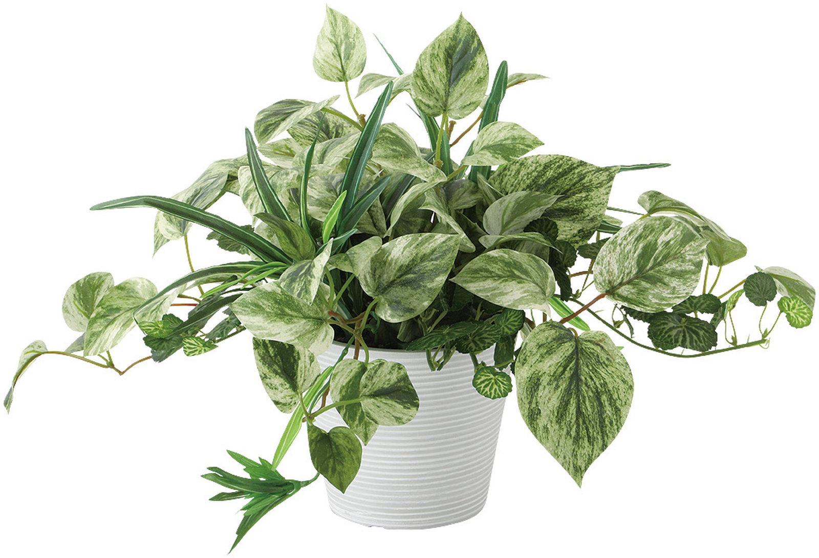 【送料別途】マーブルポトスMIX