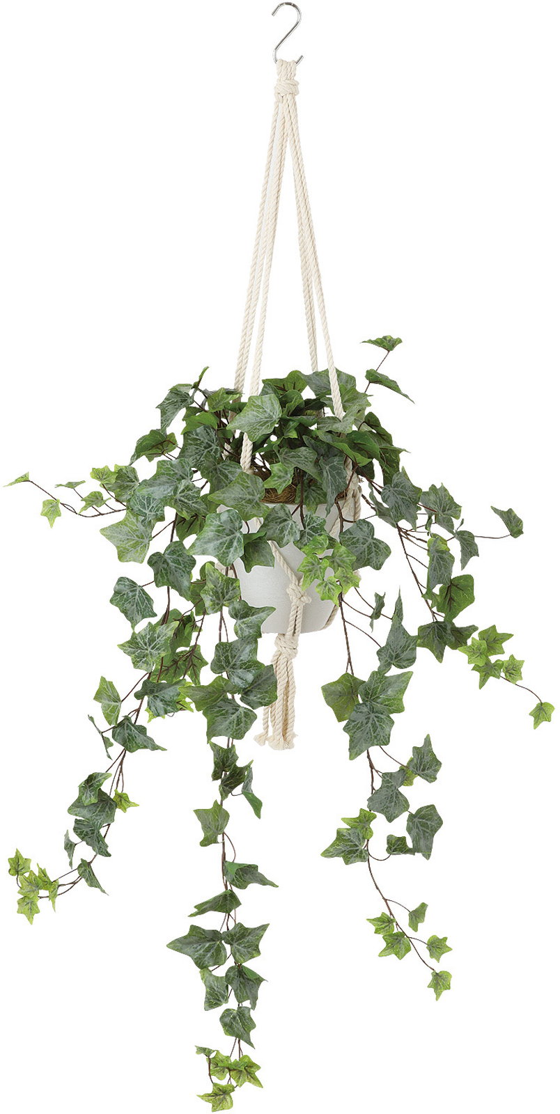 送料別途】フロストアイビーハンギング: インテリアグリーン（鉢物
