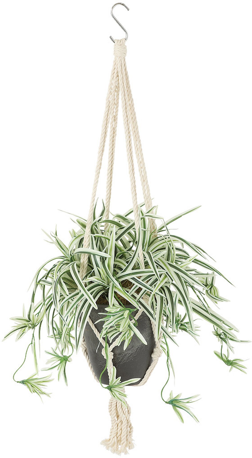 【送料別途】オリヅルラン W/G