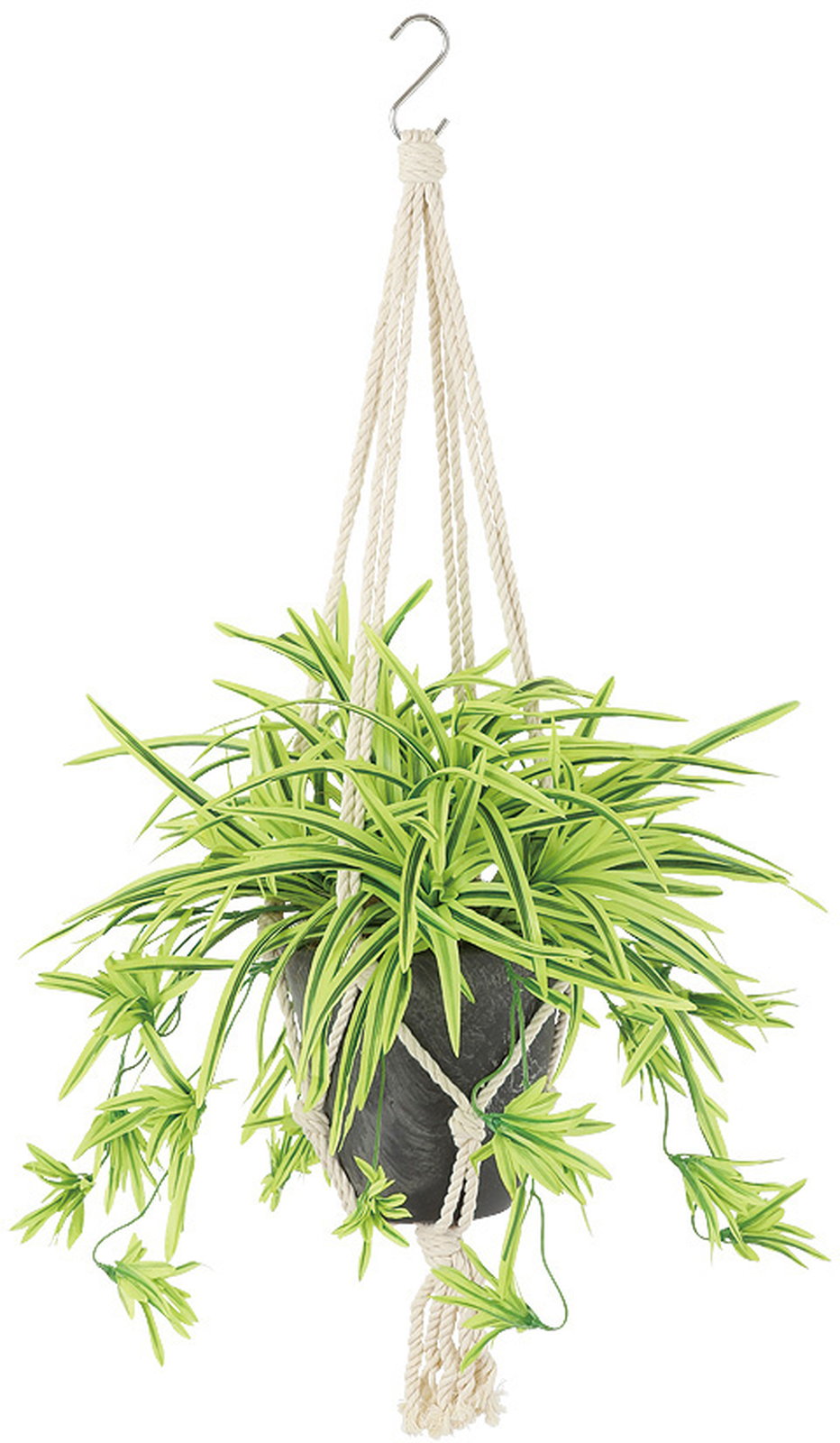 【送料別途】オリヅルラン G/Y