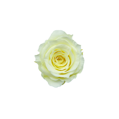 ピッコラブロッサムローズ