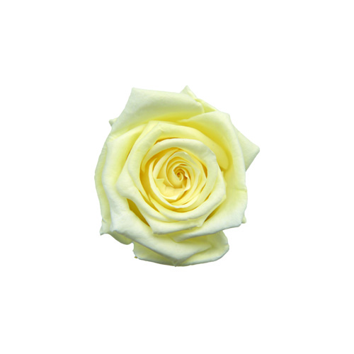 ベイビーローズ フレンチバニラ