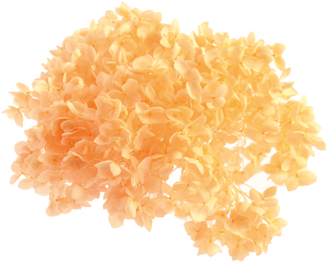 アナベル パステルオレンジ