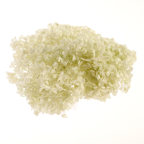 アナベル ライトグリーン