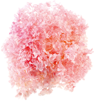 アナベル ピンク