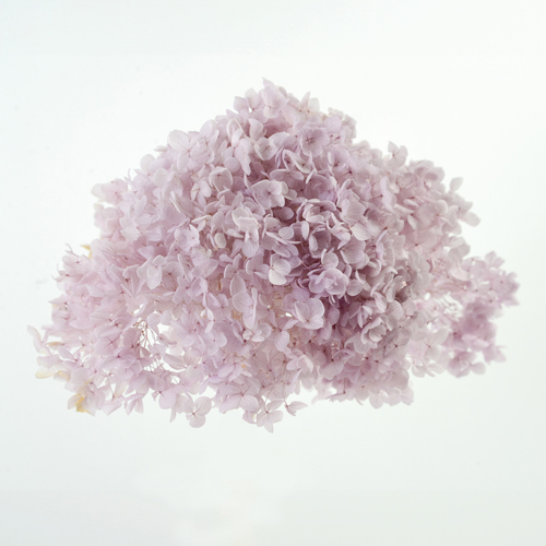 アナベル ライラック