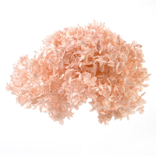 アナベル ライトピンク