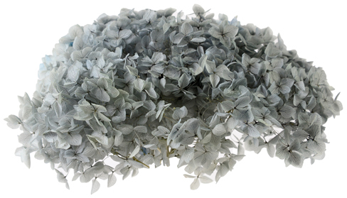 アナベル ペールブルー