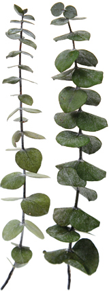 ユーカリ ベイビーブルー SP グリーン