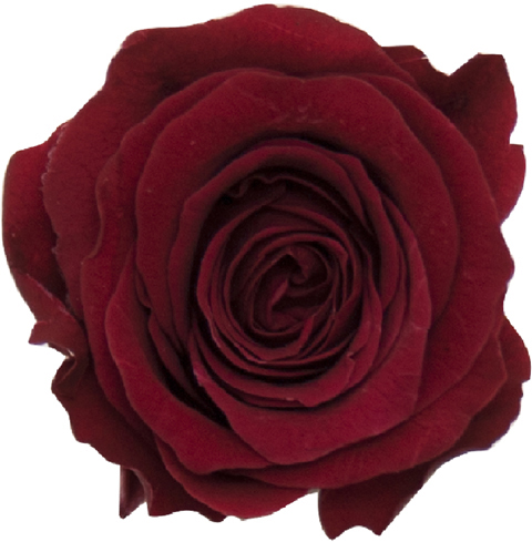 PM ベベ(9) テラコッタ