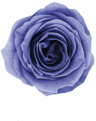 PM ベベ(9) フジイロ