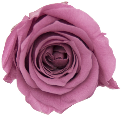 PM ベベ(9) ハッピーピンク