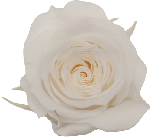 PM ベベ(9) スノーホワイト