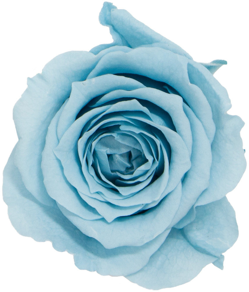 Primavera ビッグベベ ライトブルー