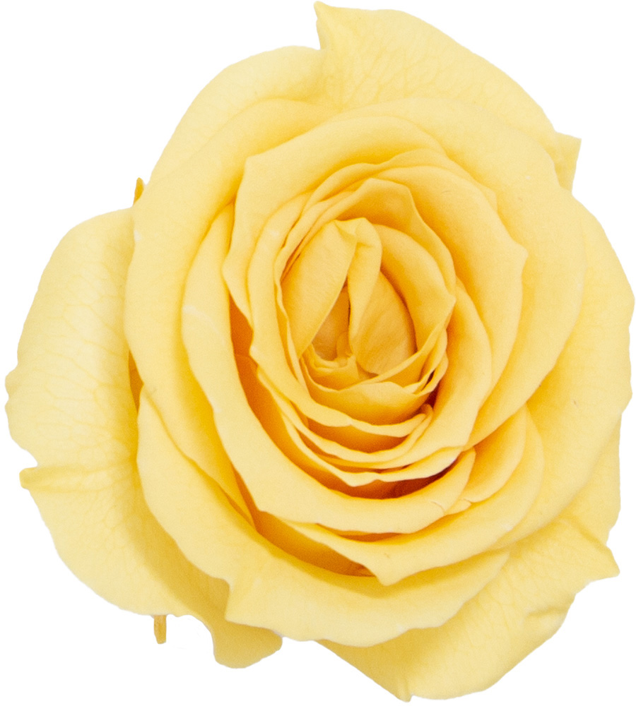 Primavera ビッグベベ シュークリーム