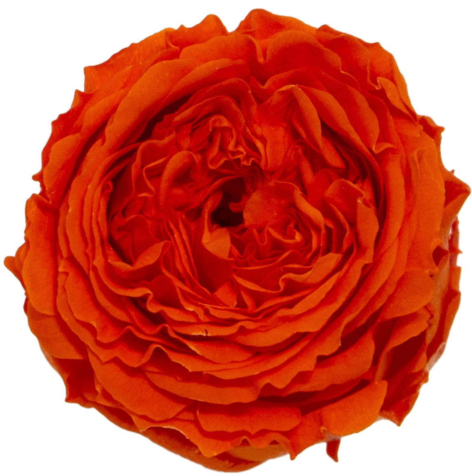 PMナナガーデンローズ オレンジ