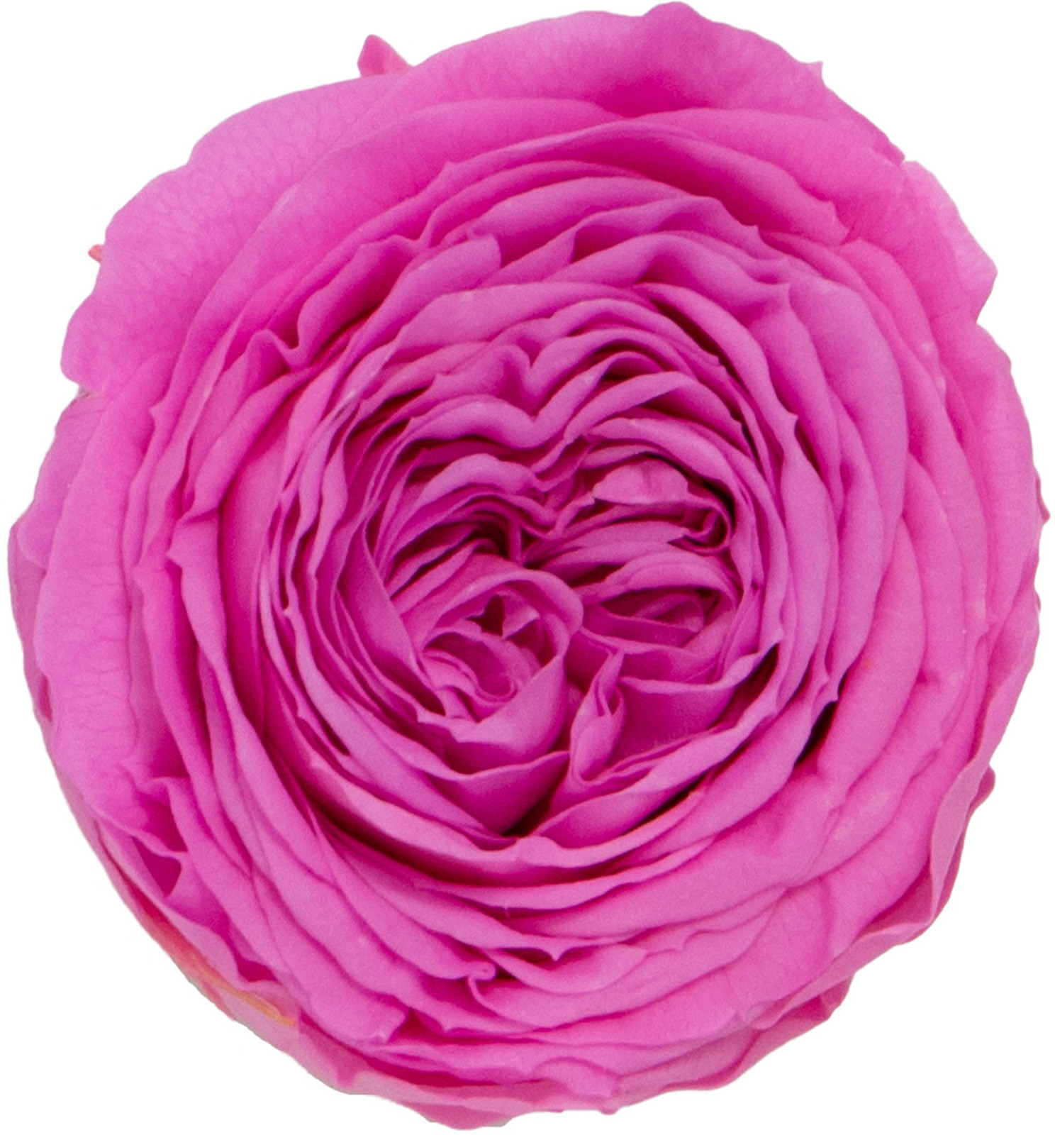 PMナナガーデンローズ ピンク