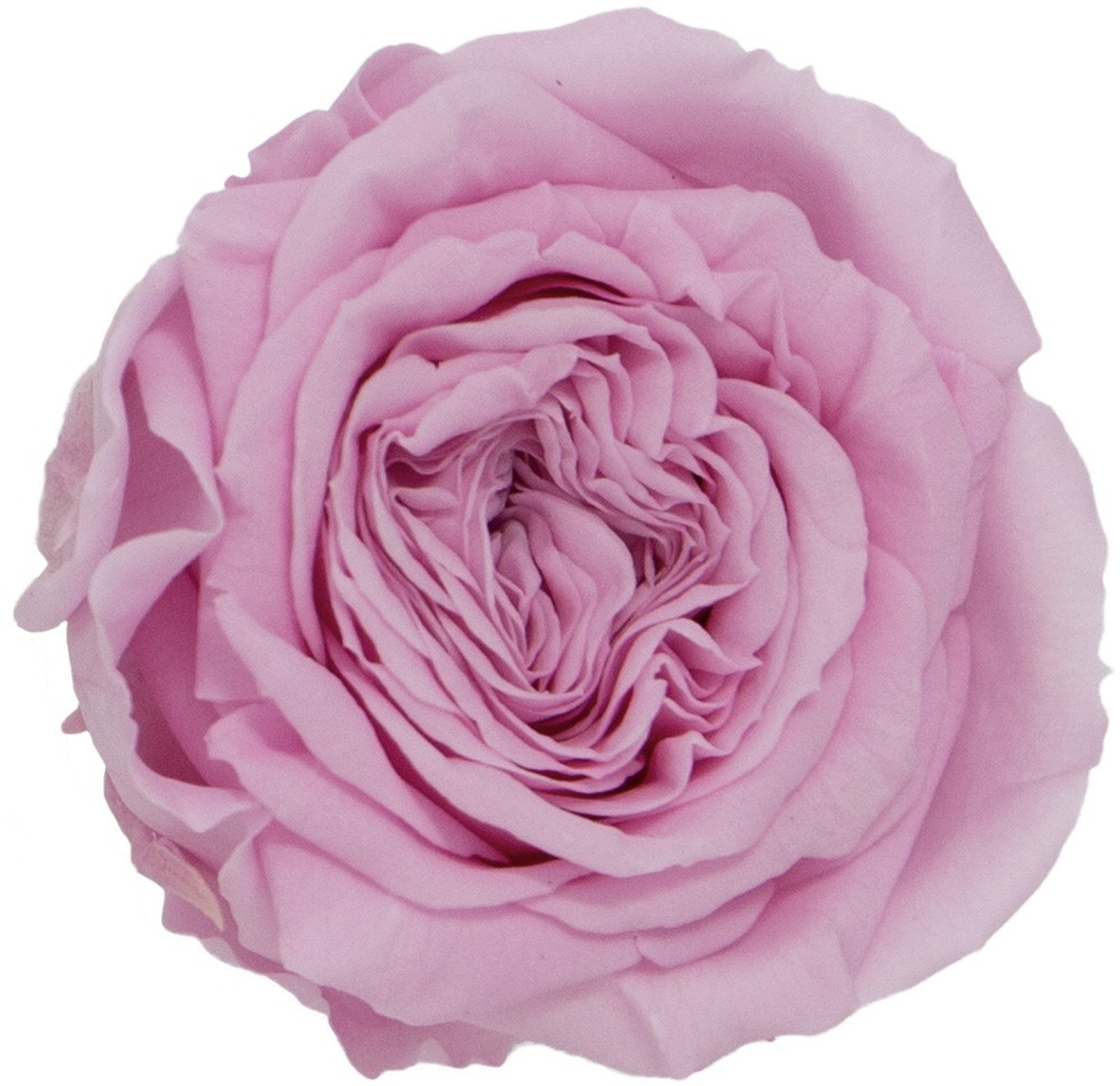 PMナナガーデンローズ プリンセスピンク