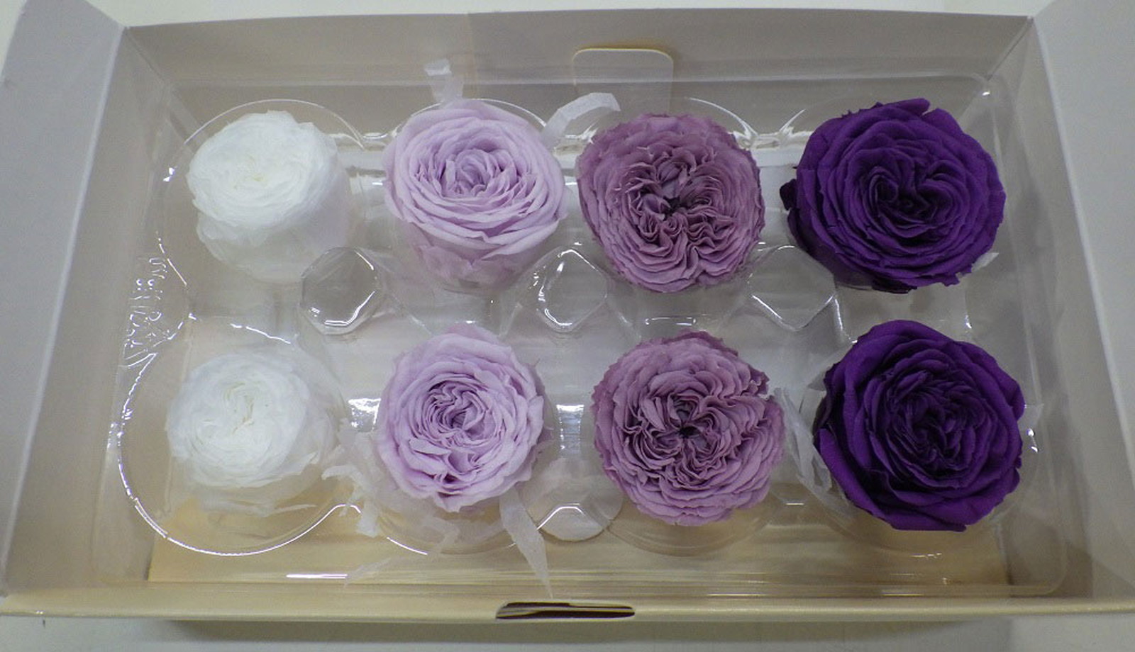 ナナガーデンローズAST アソートパープル