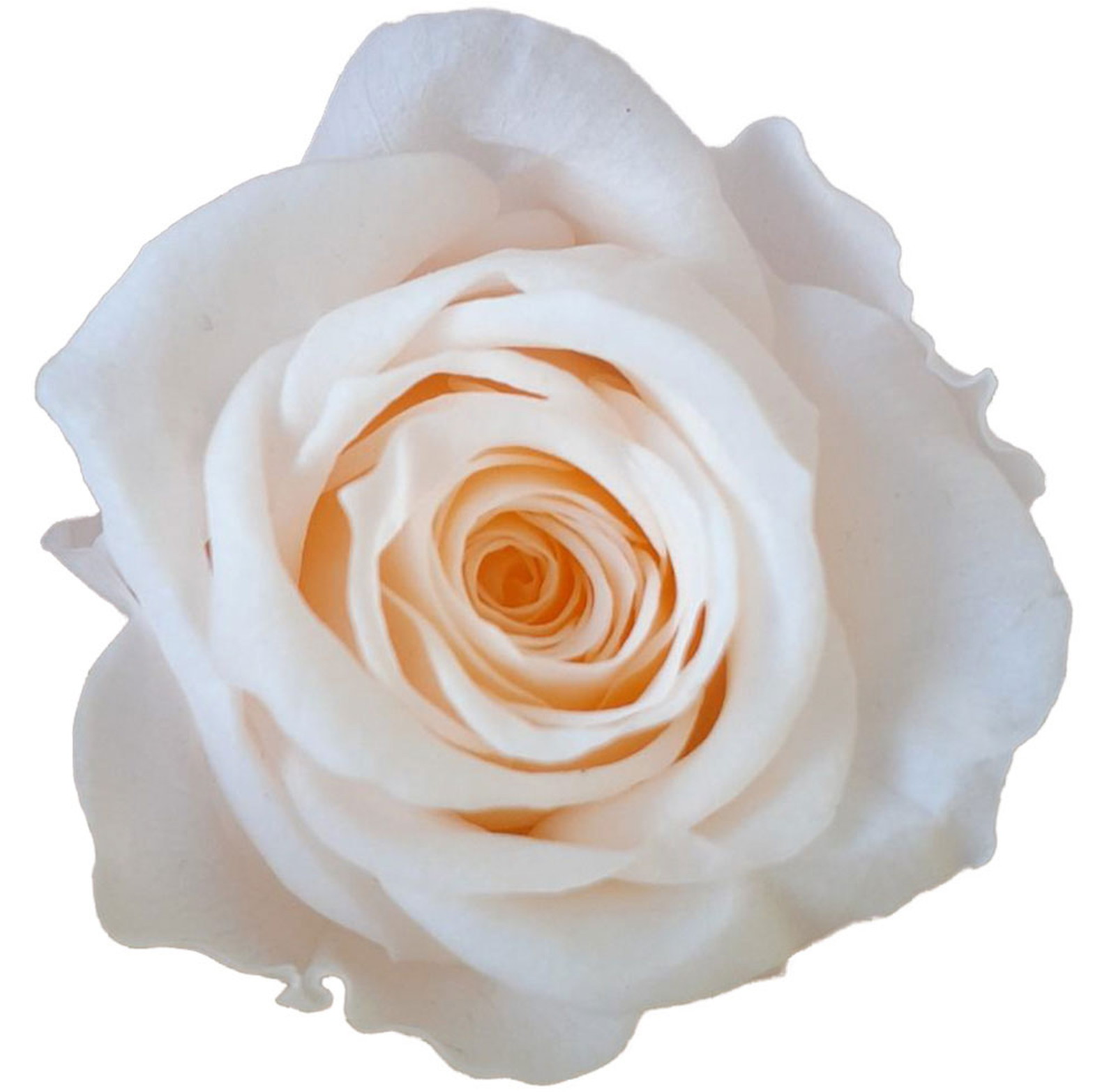 GPミアローズシャンパンピンク