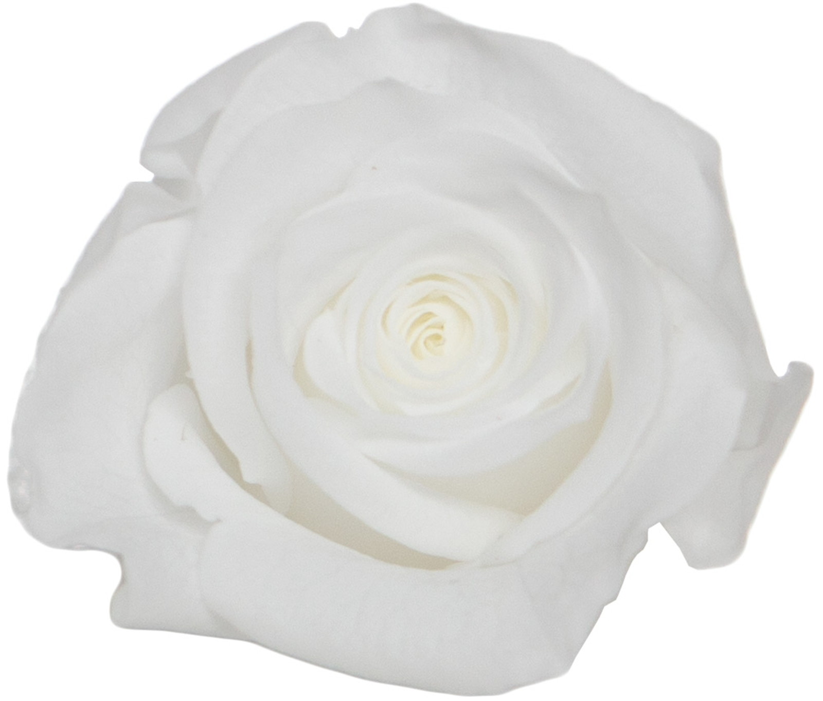 GPミアデミローズピュアホワイト