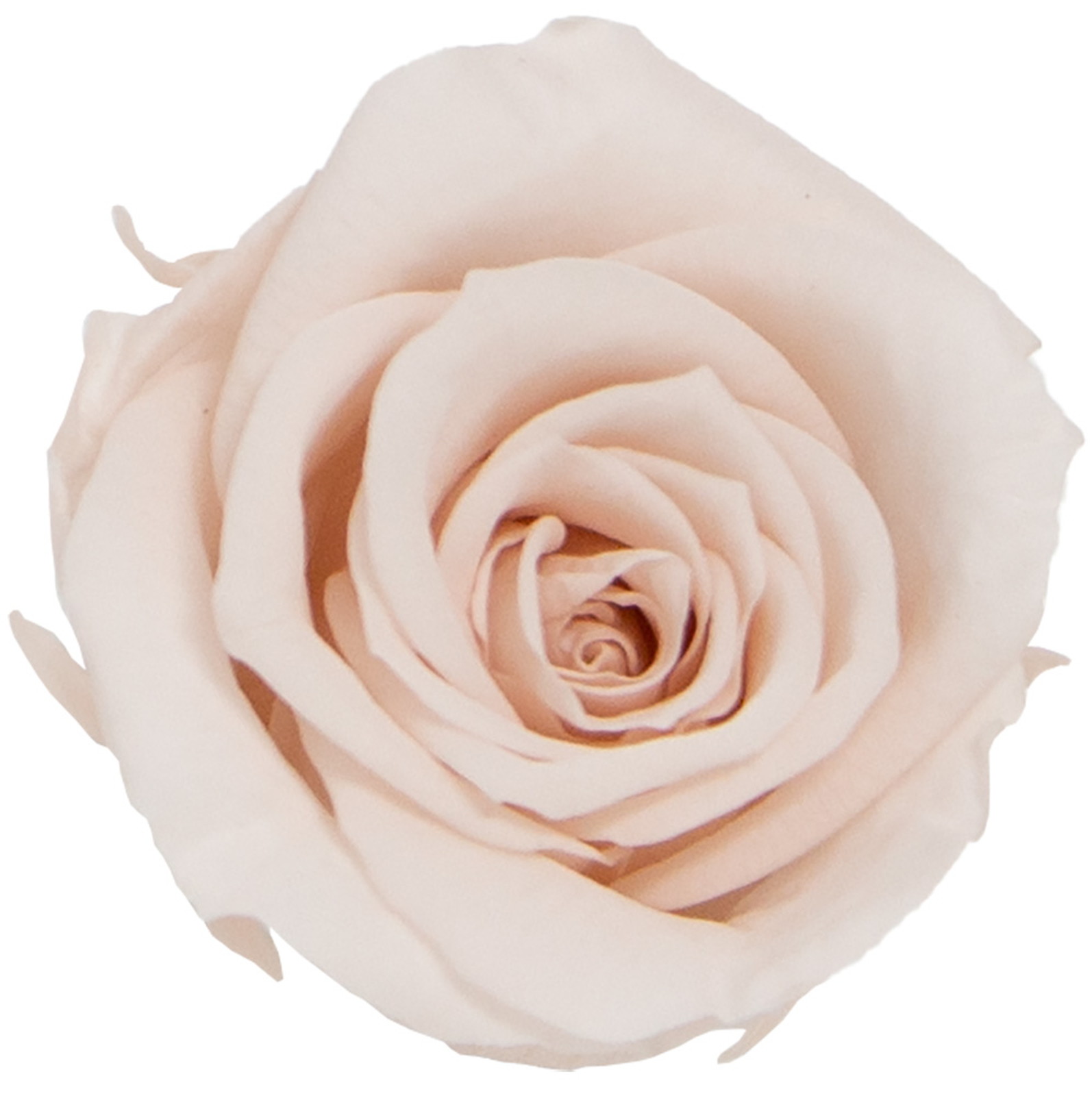 オンパレード　プレミアムティアラ Amazon.co.jp: アイカツオンパレード！ ODP1-87 PR スターライト