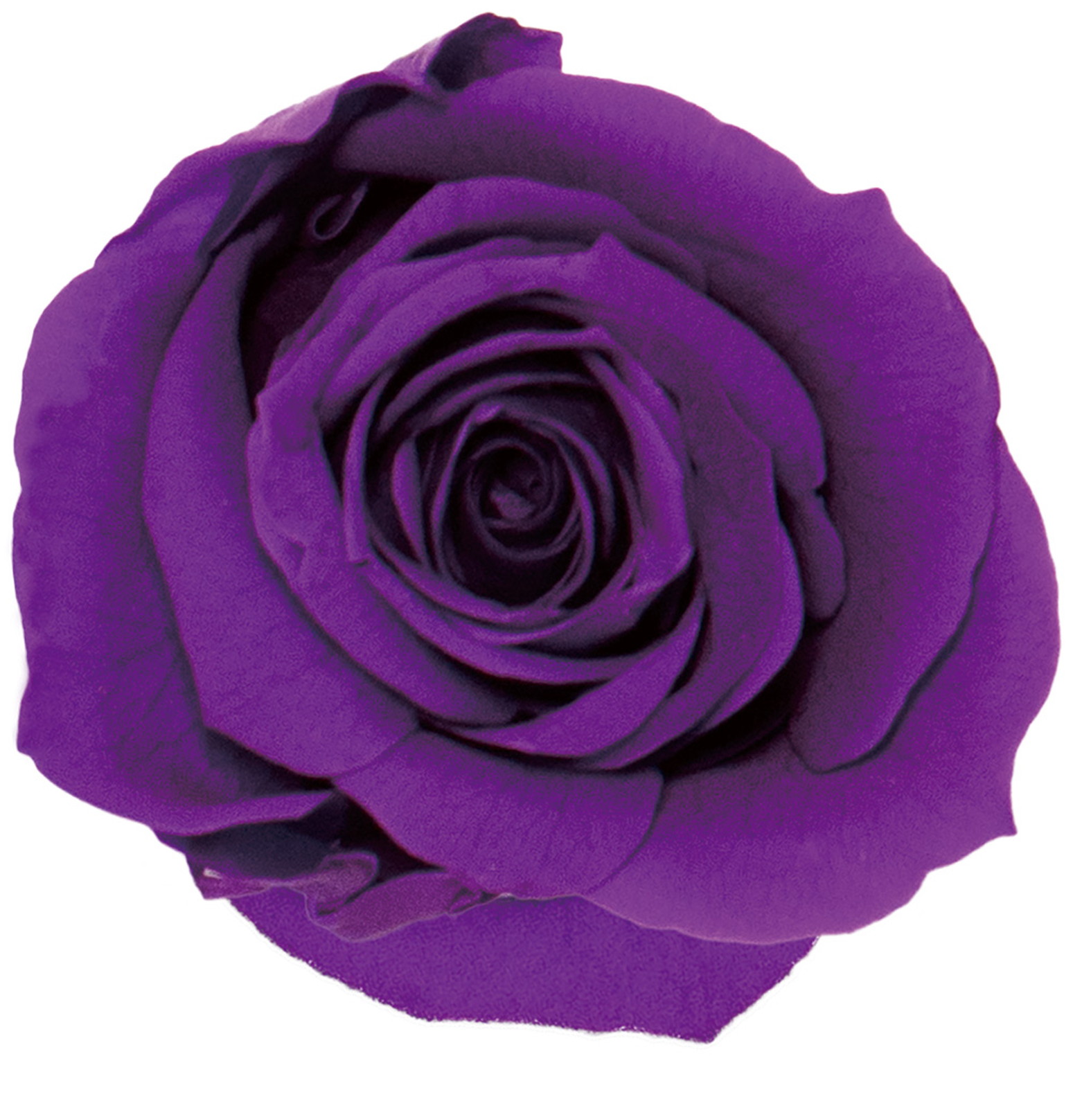 ダークパープル プリザーブドローズ 約30輪 ダークパープル