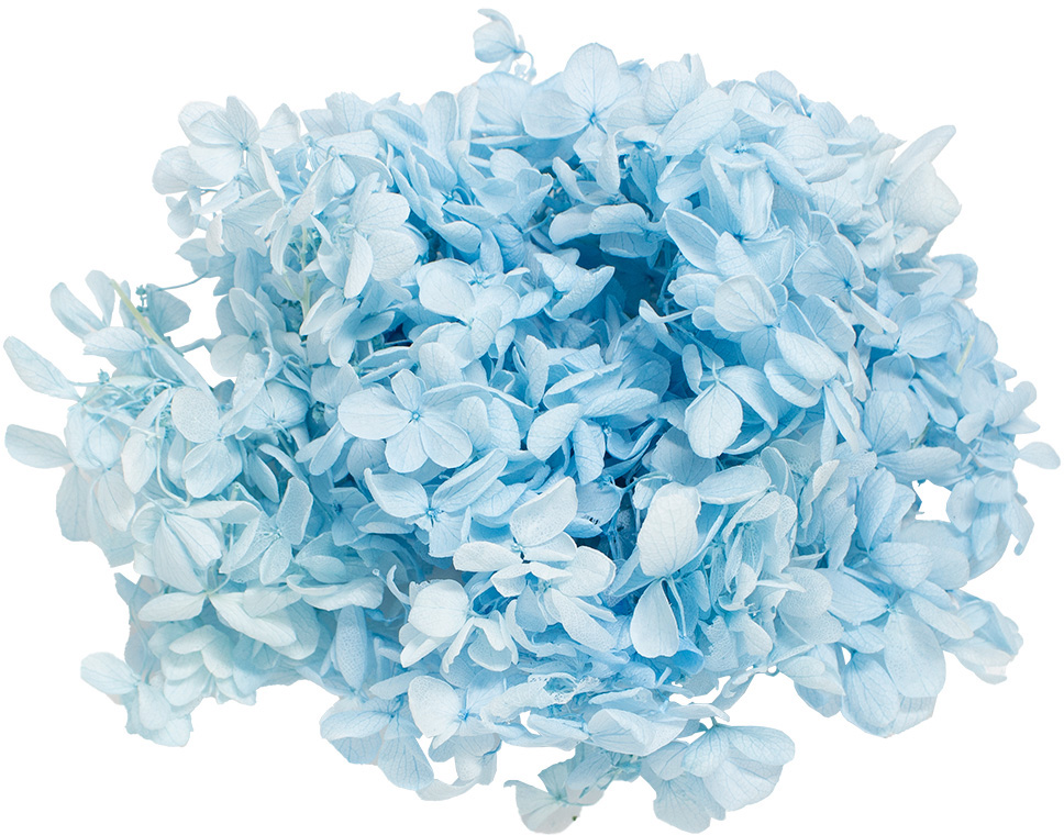 GPピラミットアジサイベビーブルー