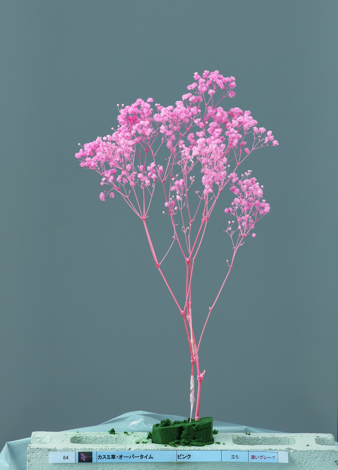 カスミ草・オーバータイム ピンク