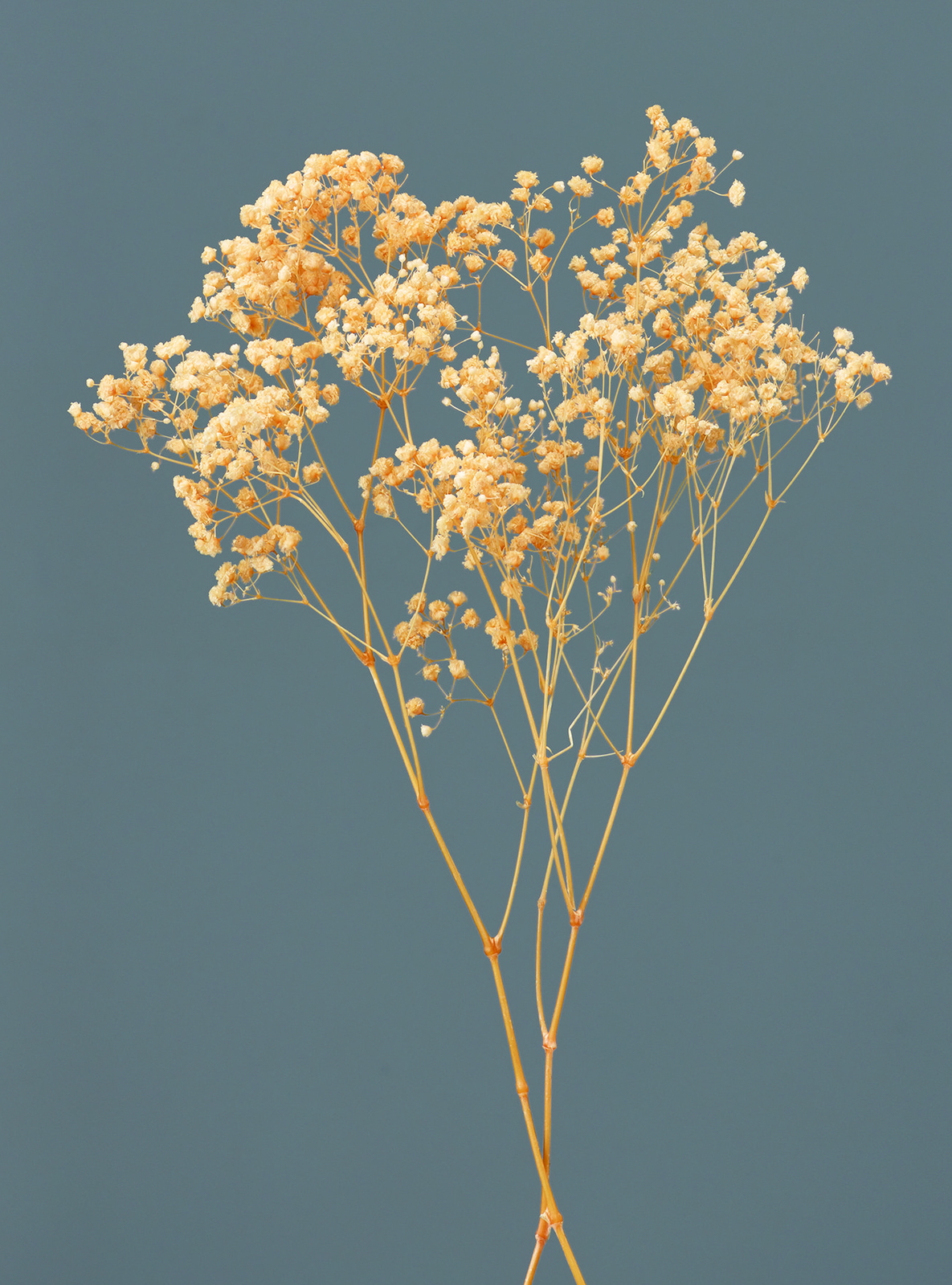 カスミ草・オーバータイム ジュリアオレンジ