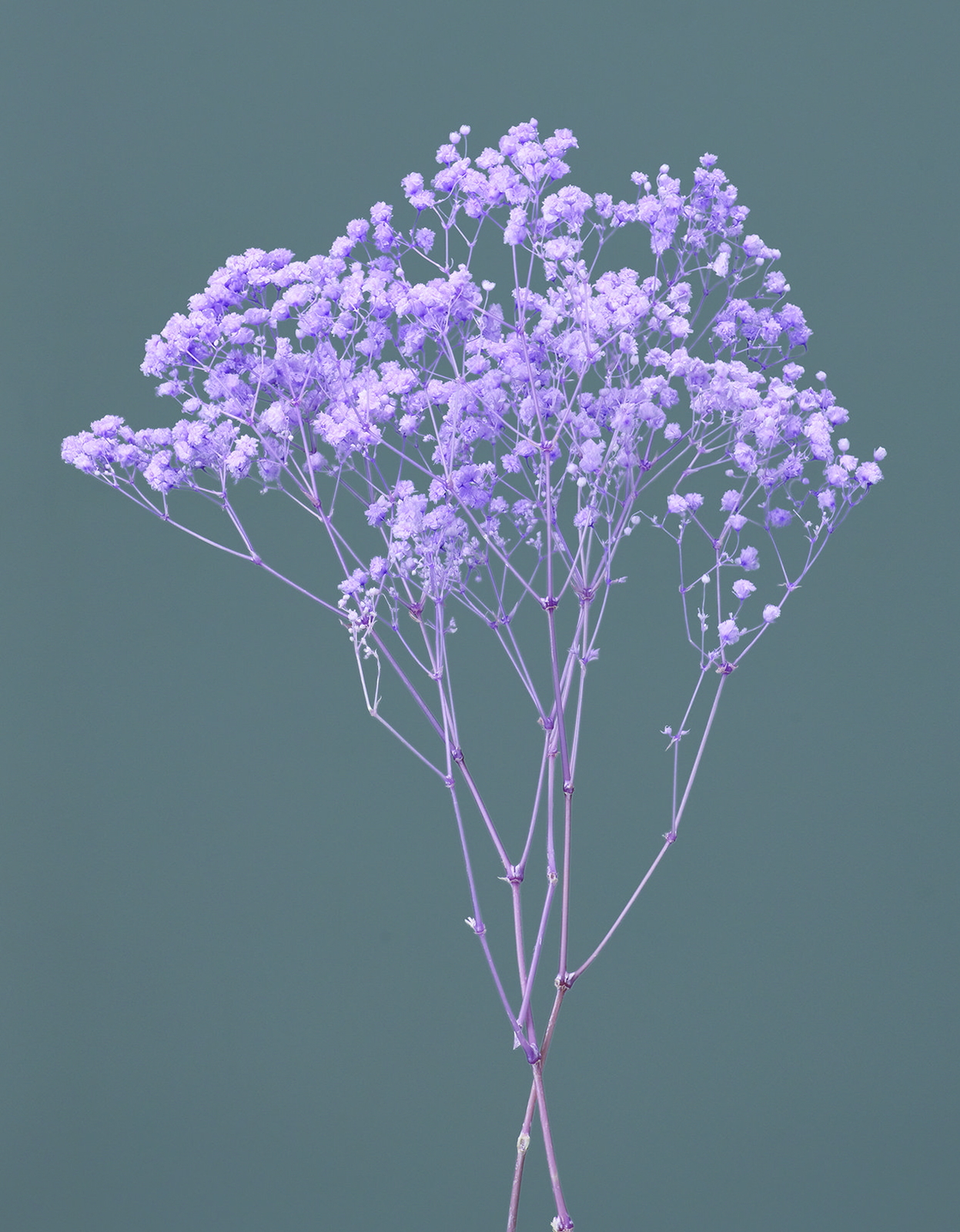 カスミ草・オーバータイム パープル