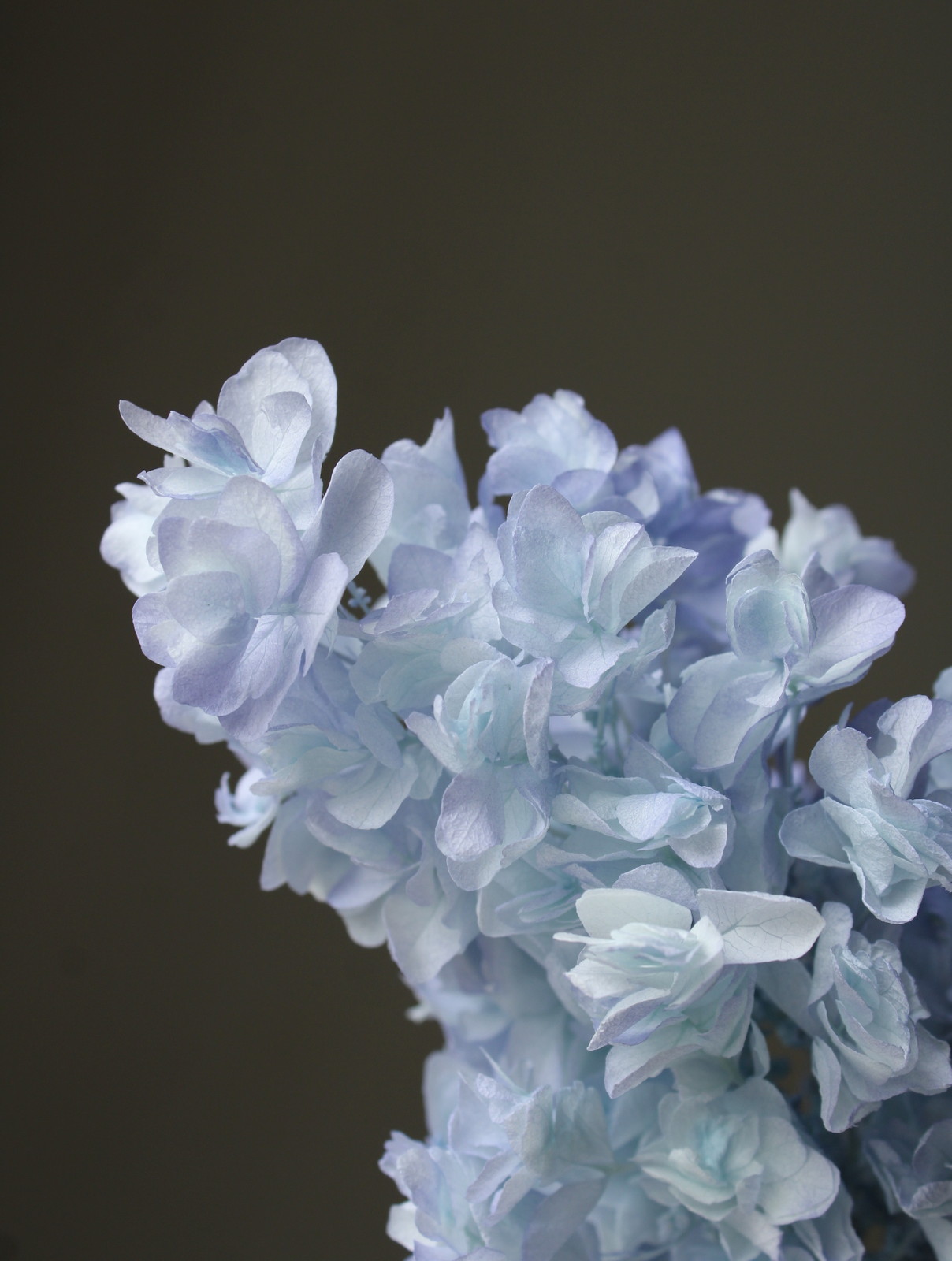 カシワバアジサイ・ヘッド ブルーパープル