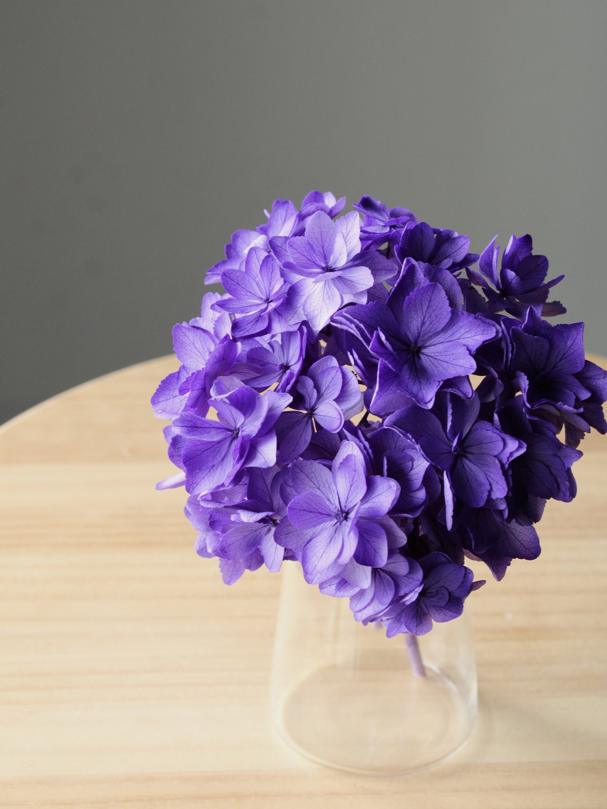 ひなアジサイ パープル