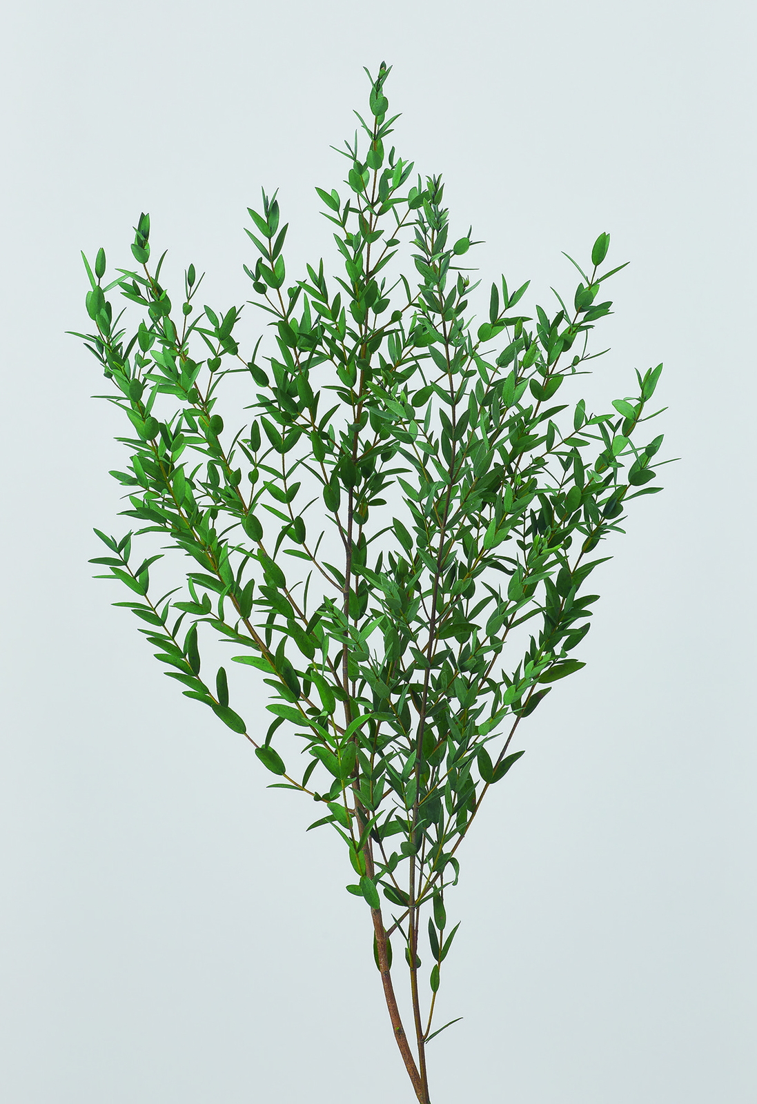 小葉ユーカリ(国産) ミストグリーン